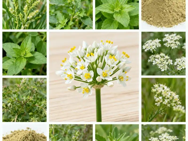 Apigenin Powder for Sleep: Natural Remedy for Better Rest